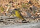 Migratory Bird India: झालाना में पहली बार दिखी ब्लैक हेडेड बंटिंग, वन्य पारिस्थितिकी तंत्र हो रहा समृद्ध